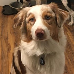 Australian Shepherds from Apple Hill Aussies