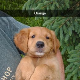 Boy 5 - Golden male Golden Retriever puppy in Grand Meadow, Minnesota from Root River Retrievers