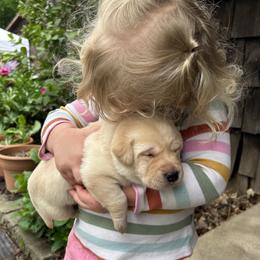 Agnes - Yellow female Labrador Retriever puppy in Alger, Ohio from Osborne Family Retrievers