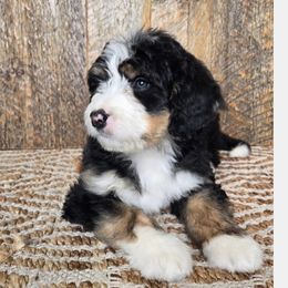 Bernedoodle, Goldendoodle, Poodle, and Sheepadoodle Puppies from Kerr Kanine Ranch
