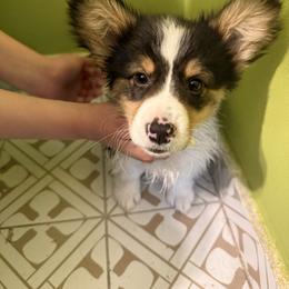 Scrooge - Black and tan male Pembroke Welsh Corgi puppy in Fontanelle, Iowa from Alegandra’s Pembroke Welsh Corgis