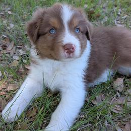 Carnation - red tri female - Red tri-color female Australian Shepherd puppy in Texas from Wray Aussies