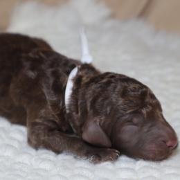 Comet - Chocolate male Goldendoodle puppy in Palmetto Bay, Florida from SOMIDOODLES