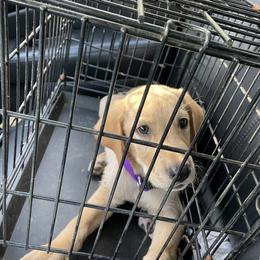 Jack Russell Terrier and Labrador Retriever Puppies from Canine Assist