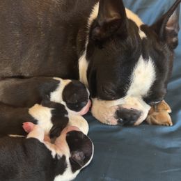 Boston Terrier Puppies from Candi's Boston Terriers