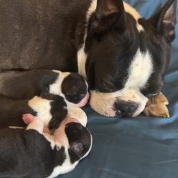 Boston Terrier Puppies from Candi's Boston Terriers