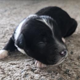 Boy 4 - male Sheepadoodle puppy in Owensville, Missouri from Oak Valley Kennels