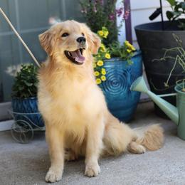 Golden Retriever puppies from Twisted Ranch Retrievers