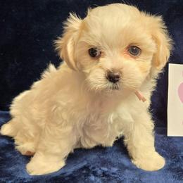 Pink Girl - White female Maltipoo puppy in Sahuarita, Arizona from Cowgirl's Legacy Maltipoos