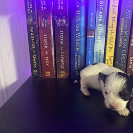 Half tache - Parti Yorkshire Terrier puppy in Catawba, North Carolina from Gamora’s Galactic Paw Pals