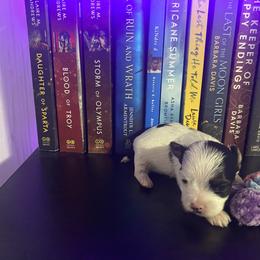 Half tache - Parti Yorkshire Terrier puppy in Catawba, North Carolina from Gamora’s Galactic Paw Pals