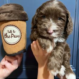 Java - Chocolate male Australian Labradoodle puppy in Orange, California from Little Kingdom Doodles