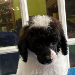 Toad - Brindle - Brindle male Poodle puppy in Huntsville, Alabama from Flint River Poodles