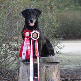 Knox - Labrador Retriever