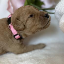 Girl 3 Pink Collar - Red  female Goldendoodle puppy in Toledo, Ohio from Avery Doodle Day LLC