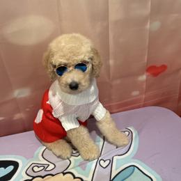 Remy - Apricot male Poodle puppy in Mobile, Alabama from Semmy’s Standard Poodle LLC