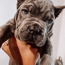 Biewer Terrier, Cane Corso, and Yorkshire Terrier Puppies from Exotic Yorkie Imports & Cessna Cane Corso