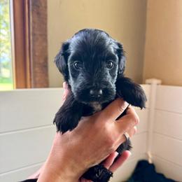 Meteor - Black and white male Aussiedoodle puppy in Columbia Falls, Montana from Firefly Aussies & Aussiedoodles