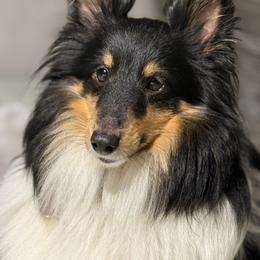 Athena - Toy Shetland Sheepdog