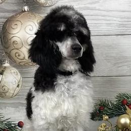 Baxter - Poodle