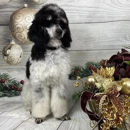 Baxter - Poodle