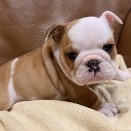 Whiskey - Red and white male Bulldog puppy in Salem, Illinois from Itsabulldogthing