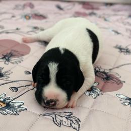 Madonna - Black and white female German Shorthaired Pointer puppy in Hot Springs, Virginia from Thunder Mountain Gun Dogs