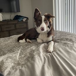 Border Collie Puppies from Ferguson Border Collies