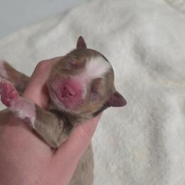 C - Red merle female Miniature Australian Shepherd puppy in Killen, Alabama from Wilkers Wholehearted Mini Aussies