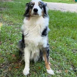 Luna - Australian Shepherd