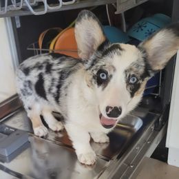 American Corgis and Cardigan Welsh Corgis from The Puppies Of Oooo