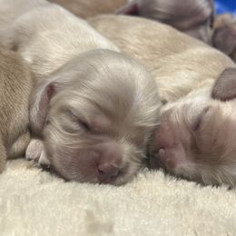 Cocker Spaniel Puppies from Aurora's Cocker Spaniels