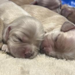 Cocker Spaniel Puppies from Aurora's Cocker Spaniels