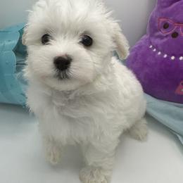 Cockapoo, Goldendoodle, and Maltipoo Puppies from Loris Pampered Pooches💕