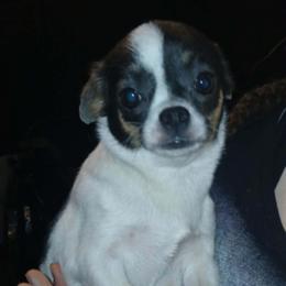 Prettyia - Chihuahua
