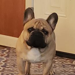 Douglas - French Bulldog