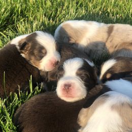 Miniature American Shepherd Puppies from All That Auss Mini Aussies