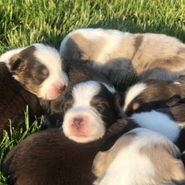 Miniature American Shepherd Puppies from All That Auss Mini Aussies