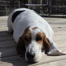 Ruby - Black white and brown female Basset Hound puppy in Big Rapids, Michigan from Basket Hound Bassets
