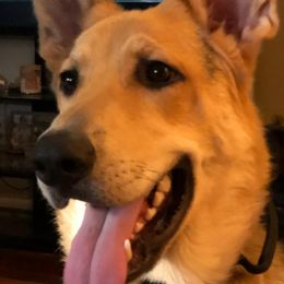 German Shepherds from GS Fancy