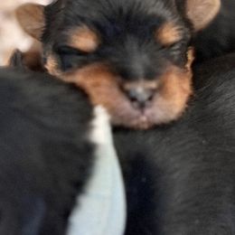 Yorkshire Terriers from Yorkie's by Bella