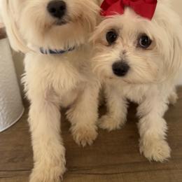 Goldendoodles, Maltipoos, and Poodles from Pawriffic Pups