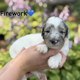 Firework - Blue merle male Aussiedoodle puppy in Lancaster, Minnesota from Finney Ranch