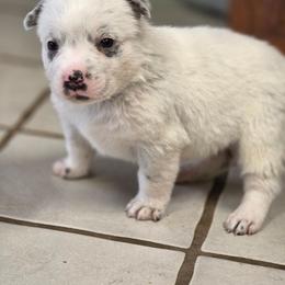 Sam - Blue mottled male Australian Cattle Dog puppy in Red Bluff, California from 3R Ranch / Australian cattle dogs