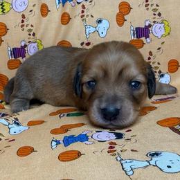 Chanel - Red female Dachshund puppy in Waseca, Minnesota from Dragonfly Doxies