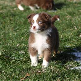 Altoc - Red tri-color female Miniature American Shepherd puppy in Tiskilwa, Illinois from First Harmony Farms