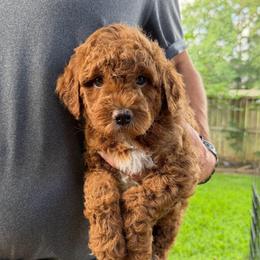 Thunder - Red  male Goldendoodle puppy in Montgomery, Texas from Texas Bello Doodles