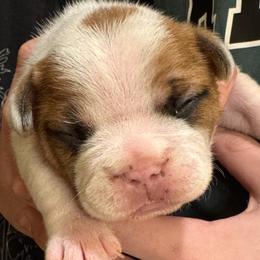 Boy 1 - Fawn and white male French Bulldog puppy in Litchfield, Ohio from Rock N’ Roll Frenchies