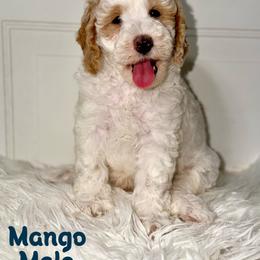 Mango - Apricot male Australian Labradoodle puppy in Beecher, Illinois from Erica’s Doodles