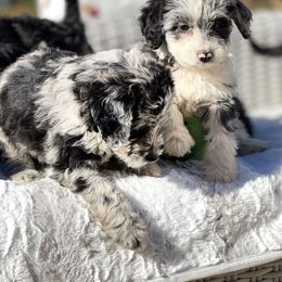 Aussiedoodle Puppies from Pawsome Aussie Doodles